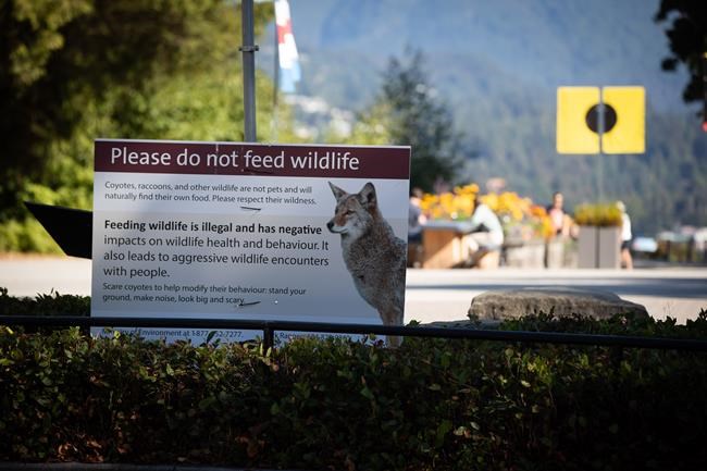 Unanimous approval for ban on feeding any wild animals in Vancouver parks | iNFOnews.ca Unanimous approval for ban on feeding any wild animals in Vancouver parks | iNFOnews.ca