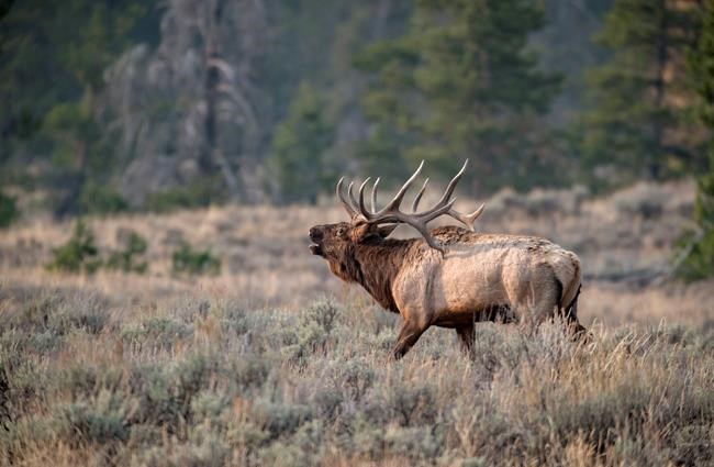 Alberta elk ranchers want province to OK hunt farms despite disease, ethical concerns | iNFOnews.ca