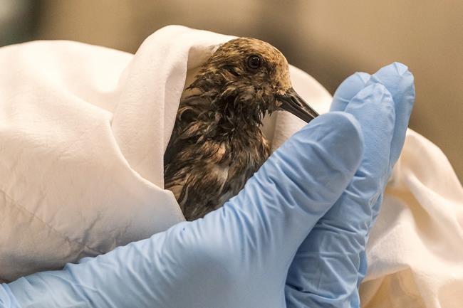 Birds, wetlands may bear early brunt of California spill | iNFOnews.ca Birds, wetlands may bear early brunt of California spill | iNFOnews.ca