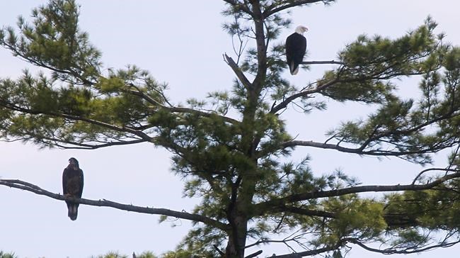 Vermont bald eagle restoration follows years of trying | iNFOnews.ca Vermont bald eagle restoration follows years of trying | iNFOnews.ca
