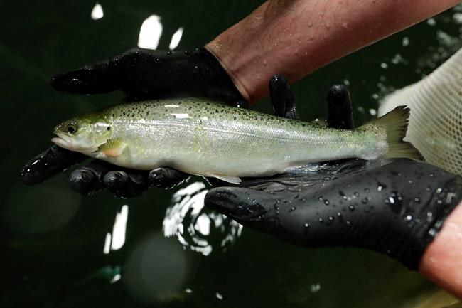 Genetically modified P.E.I. salmon 'available for sale,' but maybe not in stores yet | iNFOnews.ca CP685001572