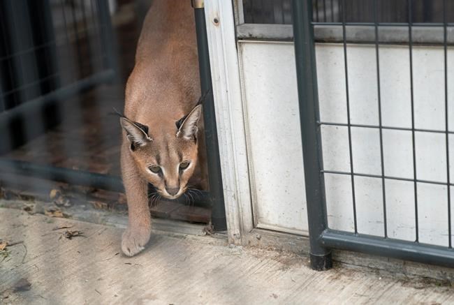 Caracal cat owner ticketed, ordered to find them new home | iNFOnews.ca Caracal cat owner ticketed, ordered to find them new home | iNFOnews.ca