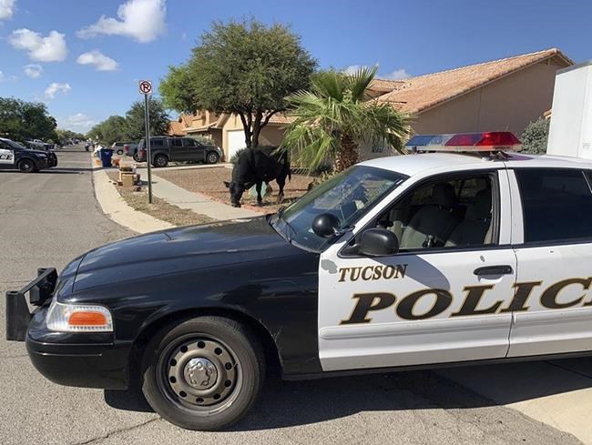 Arizona police and local ranchers help catch a roaming bull | iNFOnews.ca