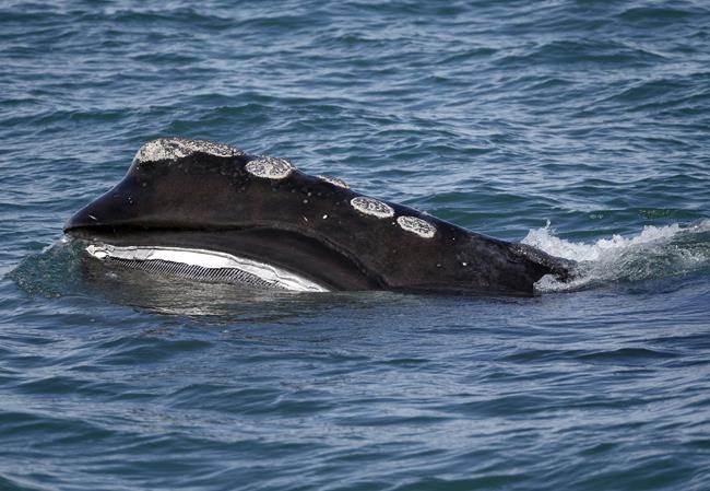 Endangered whale population sinks close to 20-year low | iNFOnews.ca