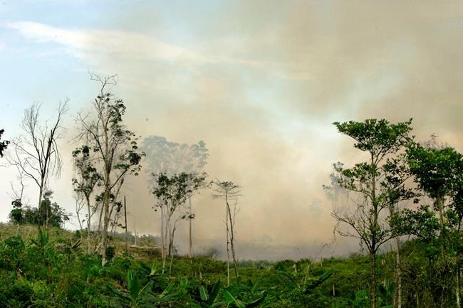 Study: 10 UNESCO forests emit more C02 than they soak up | iNFOnews.ca Study: 10 UNESCO forests emit more C02 than they soak up | iNFOnews.ca