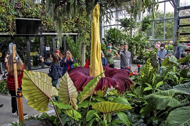 Giant 'corpse plant' draws crowds in Southern California | iNFOnews.ca