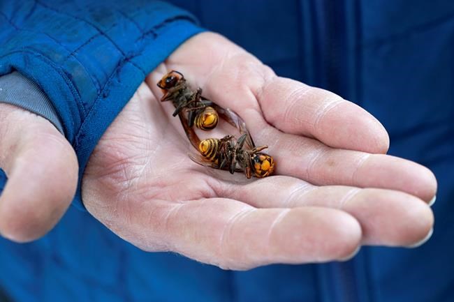 Officials track the origin of a 'murder hornet' possibly from the U.S., found in B.C. | iNFOnews.ca Officials track the origin of a 'murder hornet' possibly from the U.S., found in B.C. | iNFOnews.ca