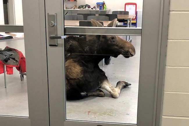 Moose makes dramatic entrance crashing through window of Saskatoon classroom | iNFOnews.ca Moose makes dramatic entrance crashing through window of Saskatoon classroom | iNFOnews.ca