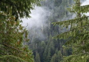 CP197049393