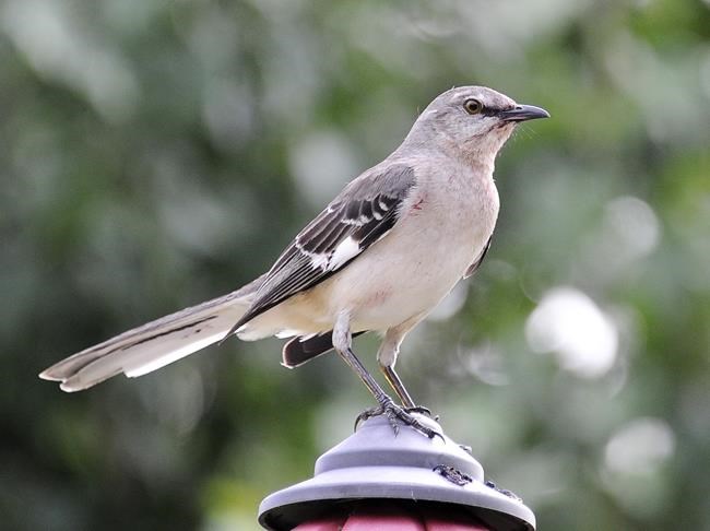 Florida considers ousting mockingbird from honorary perch | iNFOnews.ca