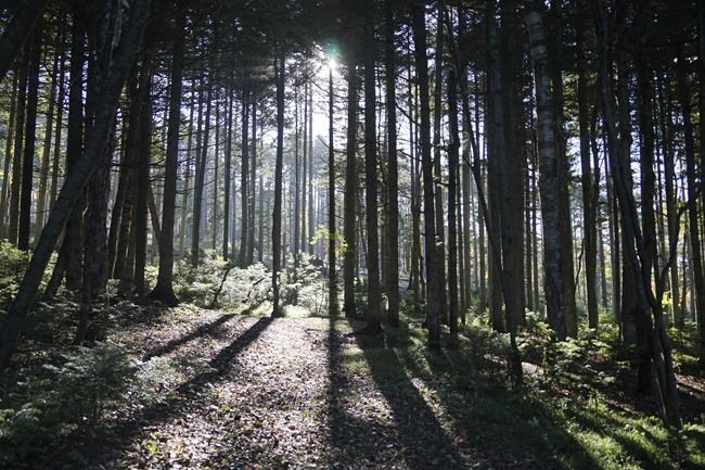 Russia comes in from cold on climate, launches forest plan | iNFOnews.ca Russia comes in from cold on climate, launches forest plan | iNFOnews.ca