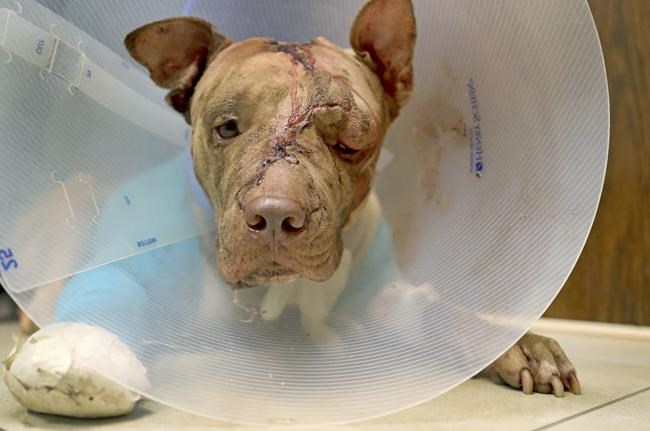 Florida man who beat, stabbed dog will serve 10 years | iNFOnews.ca
