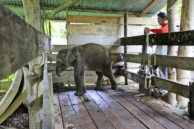 Baby elephant loses half its trunk to Indonesia poacher trap | iNFOnews.ca