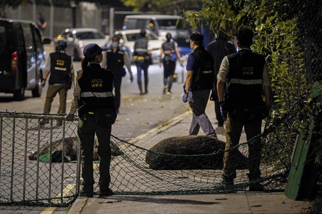 Hong Kong declares wild boars fair game after animal attacks | iNFOnews.ca