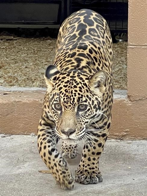 New Orleans Audubon Zoo welcomes rescued young jaguar | iNFOnews.ca
