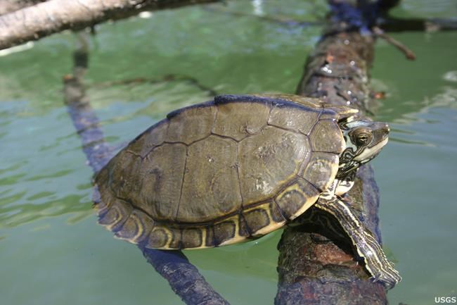 Feds seek to protect map turtles in 4 Gulf states, Georgia | iNFOnews.ca