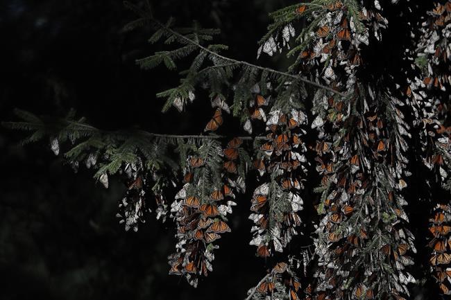 Mexicans hope for recovery of monarch butterflies | iNFOnews.ca