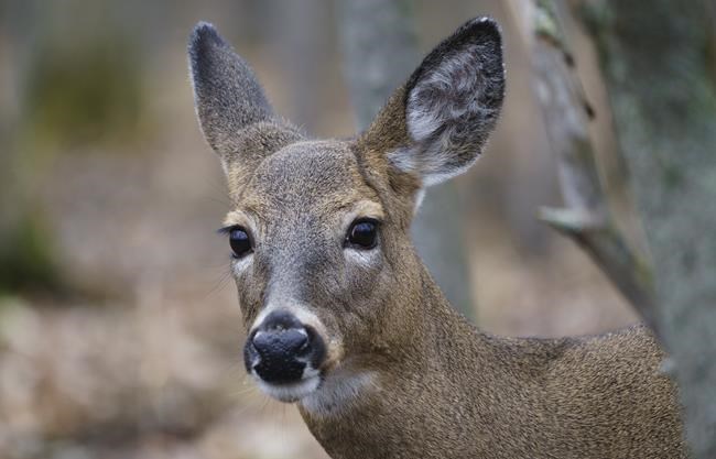 Montreal suburb revives plan to kill majority of deer herd in local park | iNFOnews.ca Montreal suburb revives plan to kill majority of deer herd in local park | iNFOnews.ca