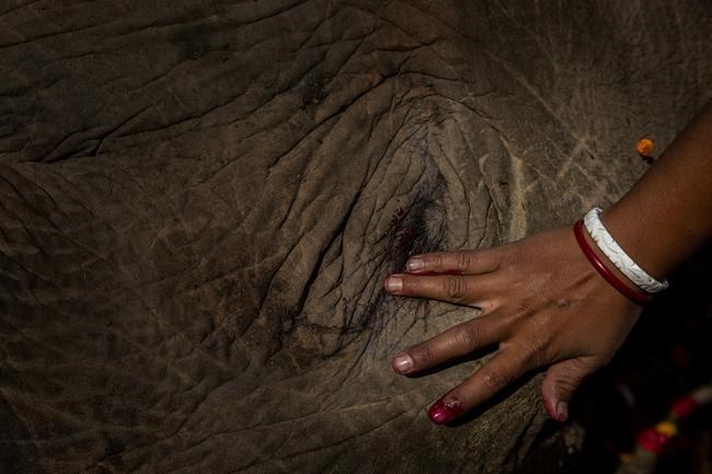 Train kills 2 elephants walking on track in northeast India | iNFOnews.ca Train kills 2 elephants walking on track in northeast India | iNFOnews.ca