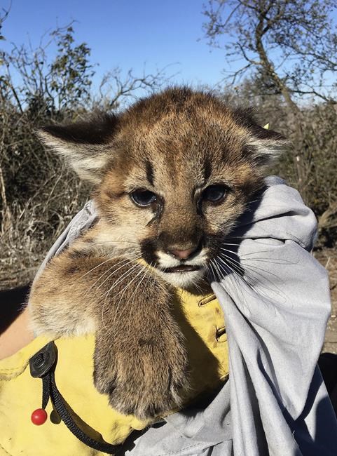 Mountain lion kittens found under picnic table in California | iNFOnews.ca