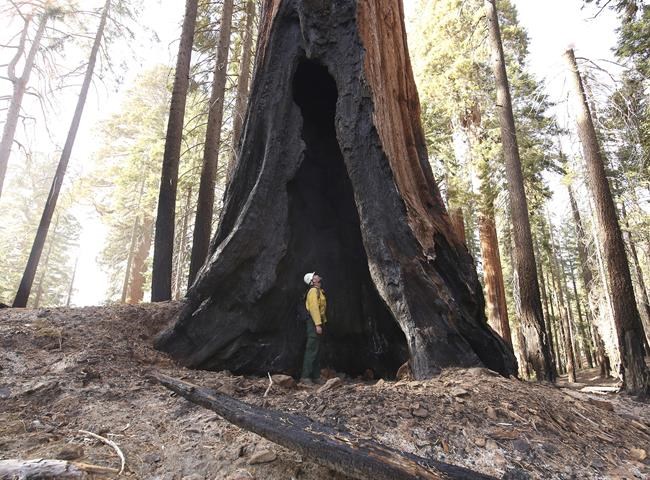 Sequoia National Park opens Giant Forest that survived fire | iNFOnews.ca