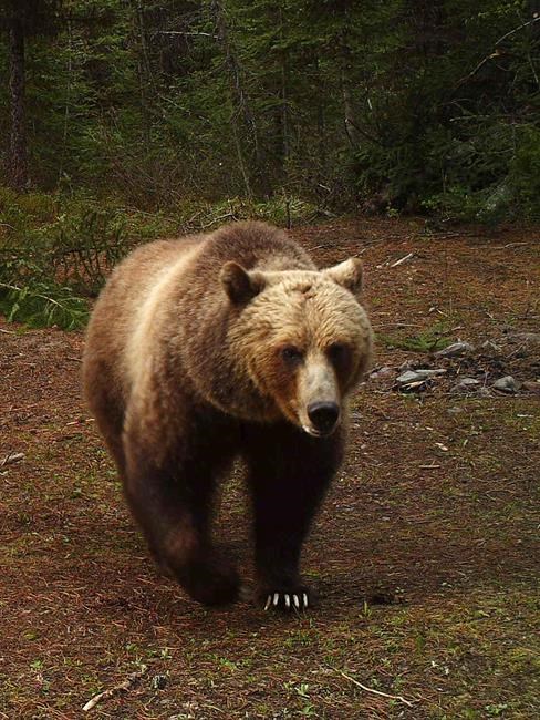 Montana advances grizzly bear plans that could allow hunting | iNFOnews.ca Montana advances grizzly bear plans that could allow hunting | iNFOnews.ca
