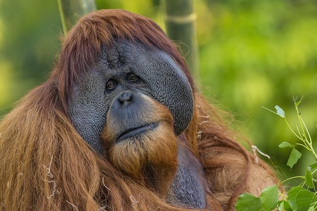 Satu, orangutan at the San Diego Zoo, dies at 26 | iNFOnews.ca