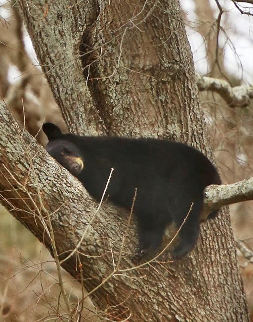 Mama bear, 3 cubs climb tree, take nap in urban Virginia | iNFOnews.ca