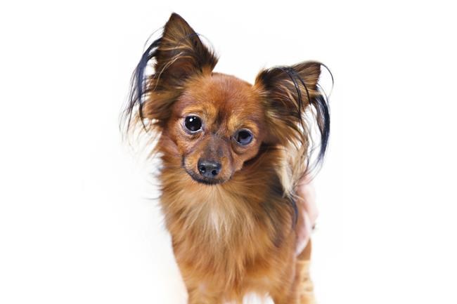 'Mudi'? Try a toy: American Kennel Club adds 2 dog breeds | iNFOnews.ca CP1944324878