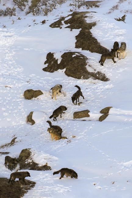 Montana weighs wolf hunt limits; 23 from Yellowstone killed | iNFOnews.ca