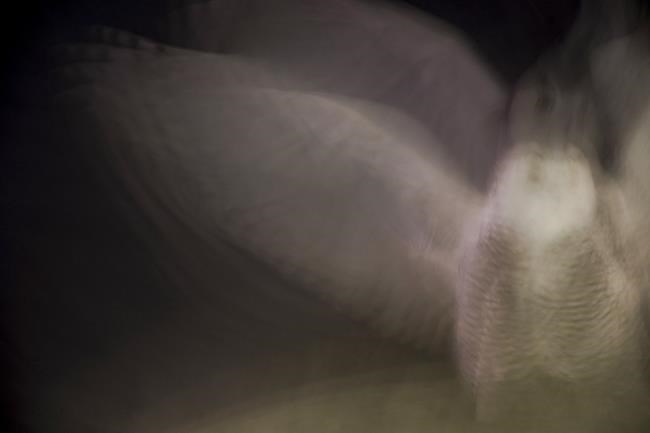 Rare snowy owl soars over Washington, thrills crowds | iNFOnews.ca
