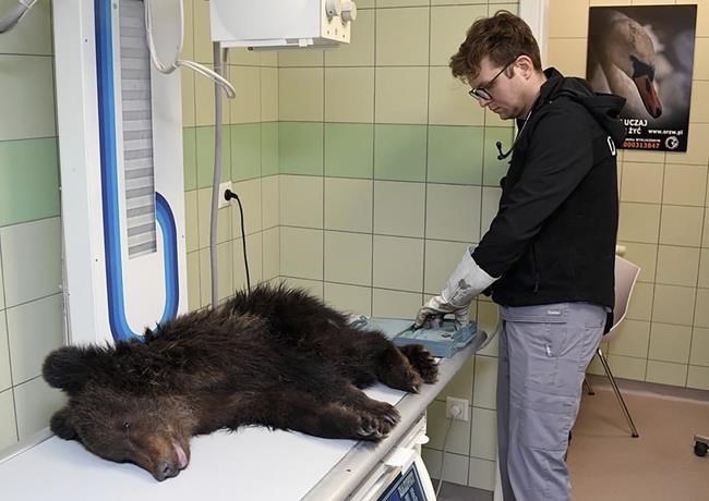 Sick bear cub in Poland euthanized as no improvement | iNFOnews.ca Sick bear cub in Poland euthanized as no improvement | iNFOnews.ca