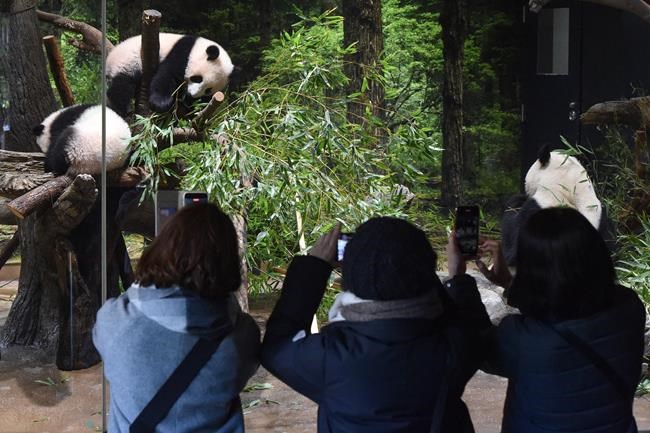 Twin panda cubs debut at Tokyo zoo, woo devoted fans | iNFOnews.ca Twin panda cubs debut at Tokyo zoo, woo devoted fans | iNFOnews.ca