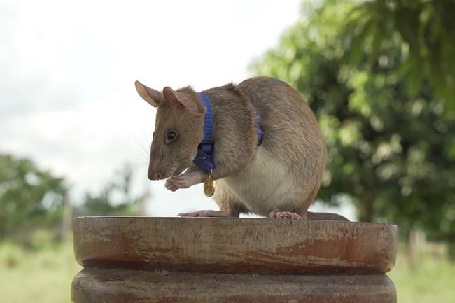Rat who detected land mines in Cambodia dies in retirement | iNFOnews.ca