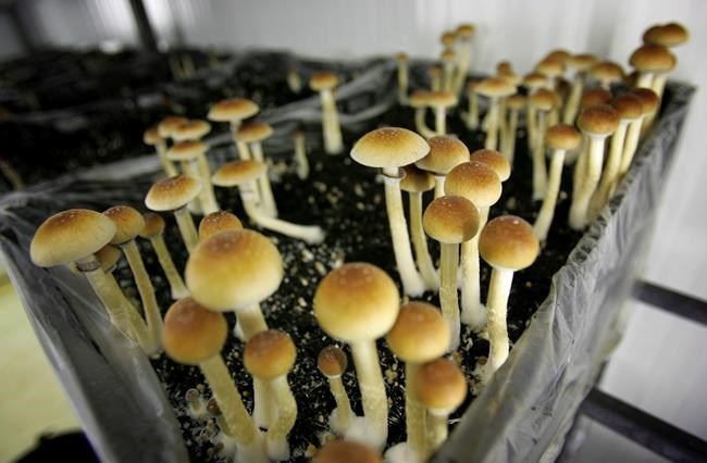 Update on psychedelic therapy drugs a positive step in mental-health care: experts | iNFOnews.ca