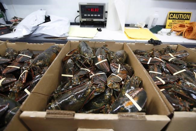 Pandemic hasn't slowed China's love for US lobster | iNFOnews.ca