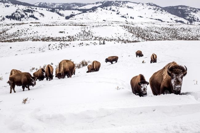 Yellowstone bison species decision questioned by US judge | iNFOnews.ca