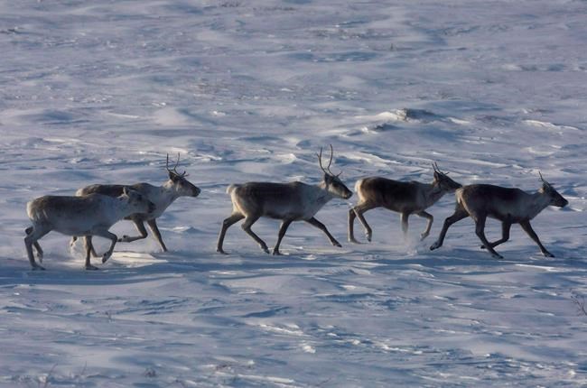 Quebec details plan to capture, fence in isolated caribou herds to protect them | iNFOnews.ca Quebec details plan to capture, fence in isolated caribou herds to protect them | iNFOnews.ca