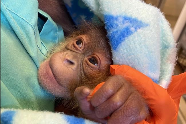 Baby orangutan being bottle-fed, which intrigues others | iNFOnews.ca Baby orangutan being bottle-fed, which intrigues others | iNFOnews.ca