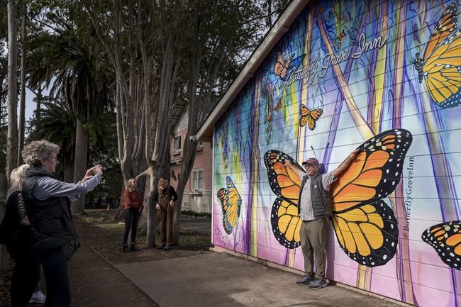 Western monarchs rebound but still below historic population | iNFOnews.ca Western monarchs rebound but still below historic population | iNFOnews.ca
