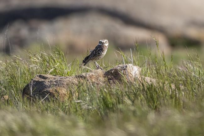 Fake poop helps evicted owls settle into new neighborhood | iNFOnews.ca Fake poop helps evicted owls settle into new neighborhood | iNFOnews.ca