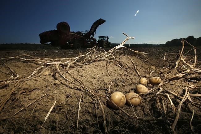CFIA canned potato review irritates farmers and shows depths of government secrecy | iNFOnews.ca
