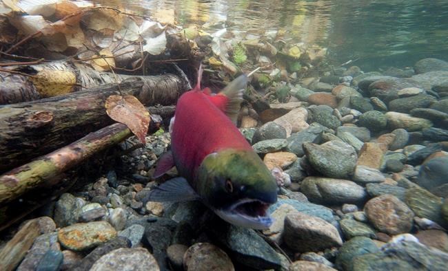 B.C. government rejects proposal for gold and copper mine for third time | iNFOnews.ca