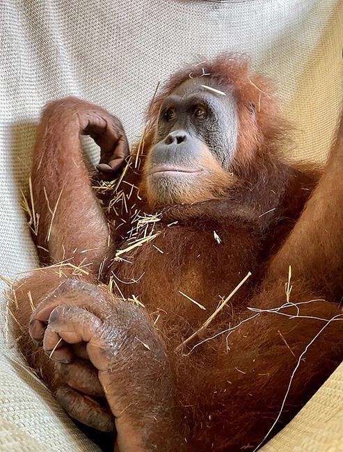 Best name for cute baby orangutan: Rudy, Roux or Maymuun? | iNFOnews.ca Best name for cute baby orangutan: Rudy, Roux or Maymuun? | iNFOnews.ca