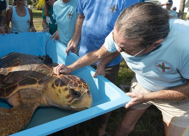 Rehabilitated sea turtle 'Sheldon' released off Florida Keys | iNFOnews.ca Rehabilitated sea turtle 'Sheldon' released off Florida Keys | iNFOnews.ca