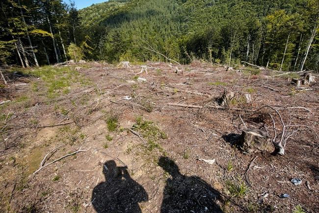 Green groups say Romania failing to stop illegal logging | iNFOnews.ca Green groups say Romania failing to stop illegal logging | iNFOnews.ca