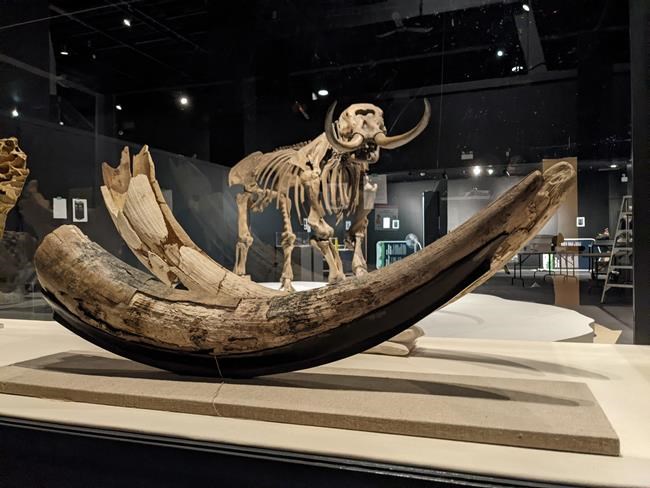 Mastodons: Nova Scotia was home to hairy, elephant-like creatures 80,000 years ago | iNFOnews.ca Mastodons: Nova Scotia was home to hairy, elephant-like creatures 80,000 years ago | iNFOnews.ca