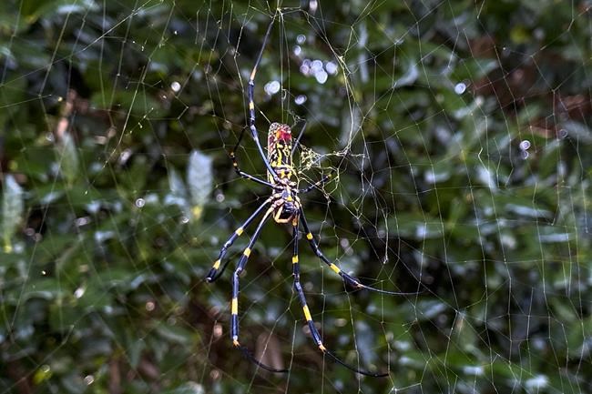 Scientists: Asian spider could spread to much of East Coast | iNFOnews.ca Scientists: Asian spider could spread to much of East Coast | iNFOnews.ca