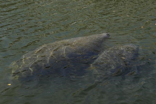 Florida manatee feeding program to wind down as temps warm | iNFOnews.ca