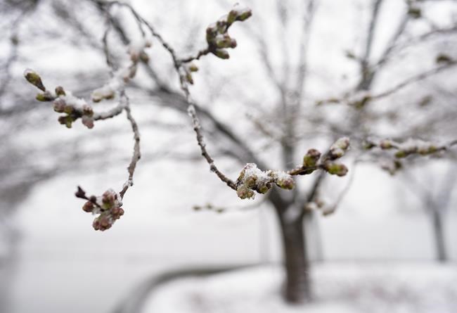 Late winter storm blasts South, Northeast with snow and wind | iNFOnews.ca